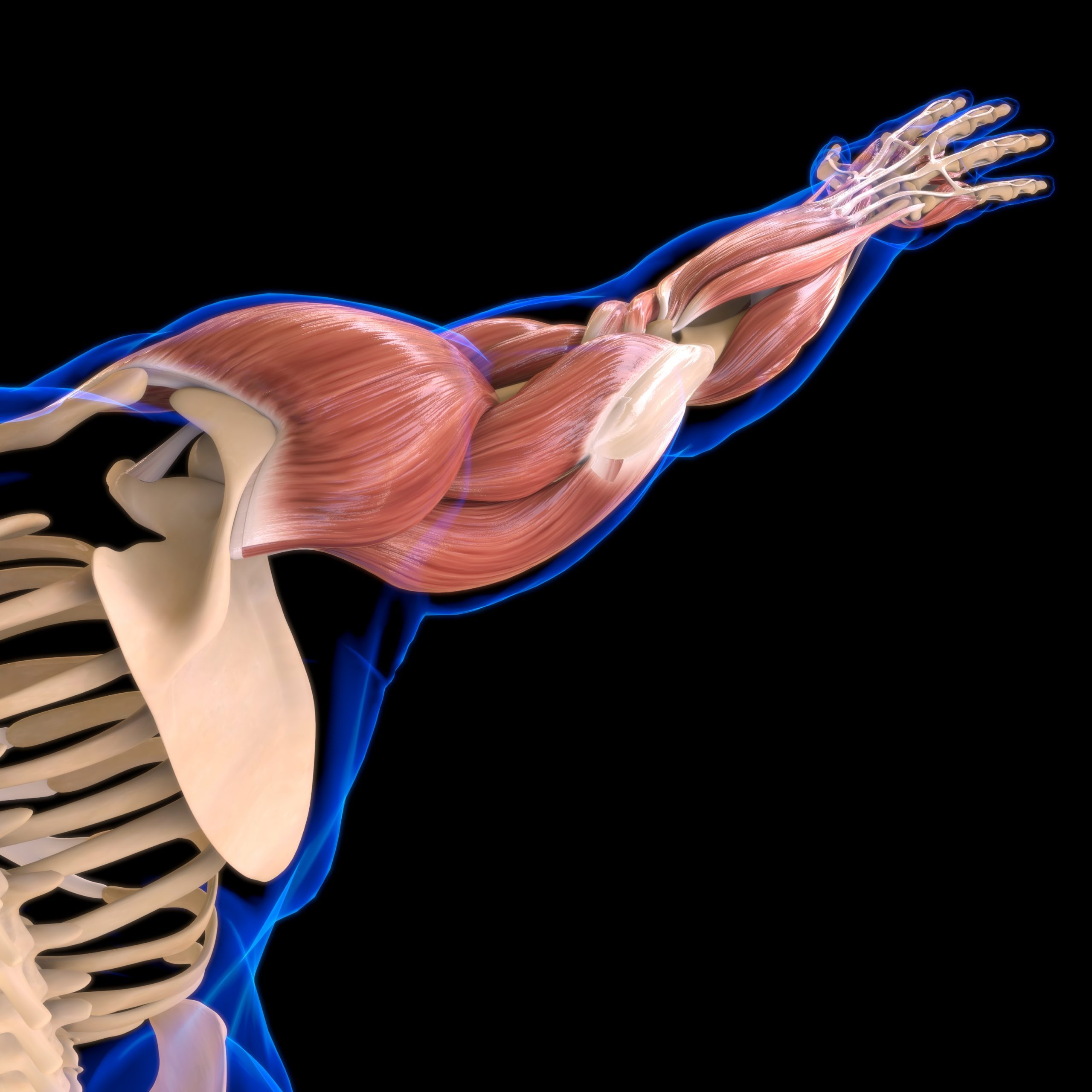 Shoulder anatomy picture of a man showing shoulder muscles-rotator cuff/Willow Wellness Physiotherapy Acupuncture Massage Therapy Clinic | Langley BC